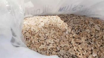 草莓在线观看APP